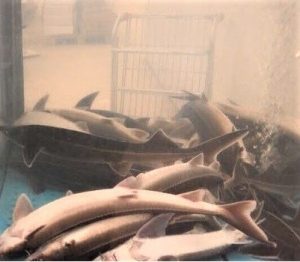 Погибший осетр