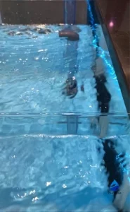 Устрицы и мидии, ежи в торговом аквариуме