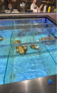 Устрицы в морской витрине
