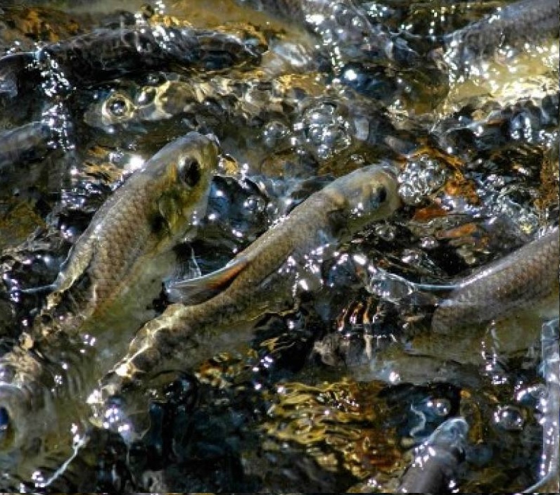 Карп в аквариуме