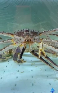 Краб в аквариуме