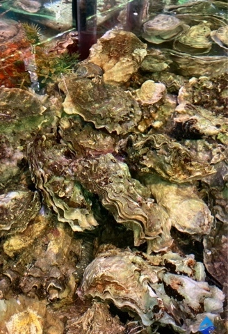 Устрицы в морском аквариуме