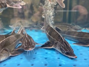 Осетры в аквариуме