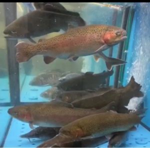 Аквариумная форель в торговом аквариуме