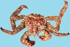 Колючий краб