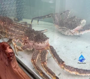 Камчатский краб в аквариуме