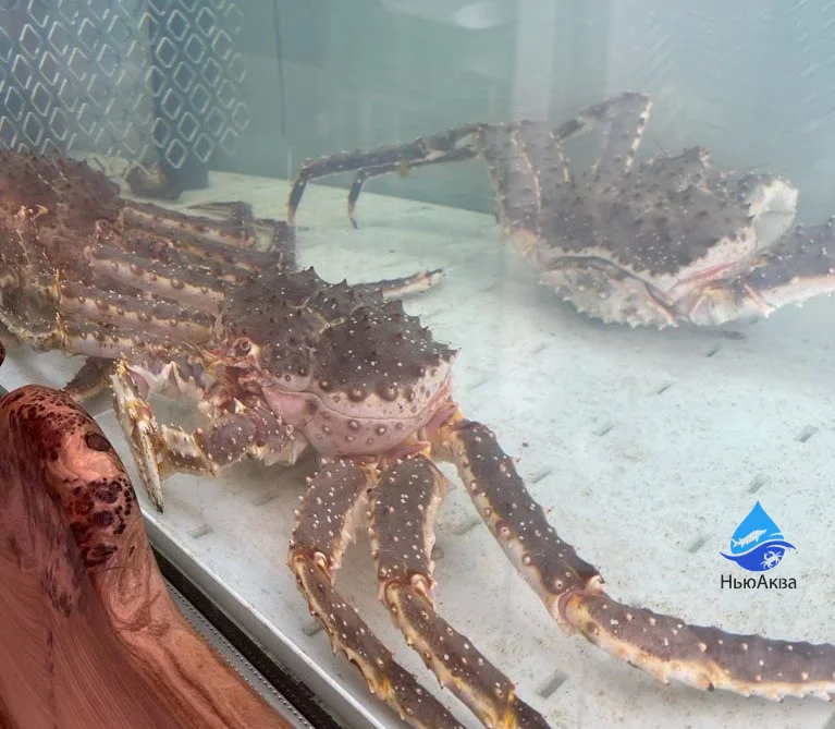 Камчатский краб в аквариуме