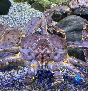 Камчатский краб в аквариуме