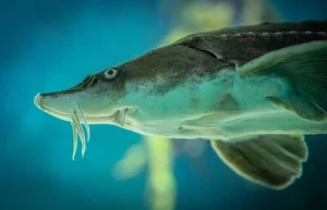 Осетр в аквариуме из нержавеющей стали