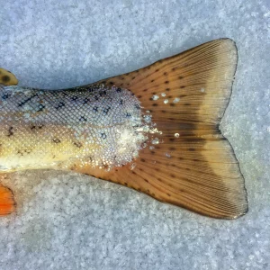 Холодильник для аквариума