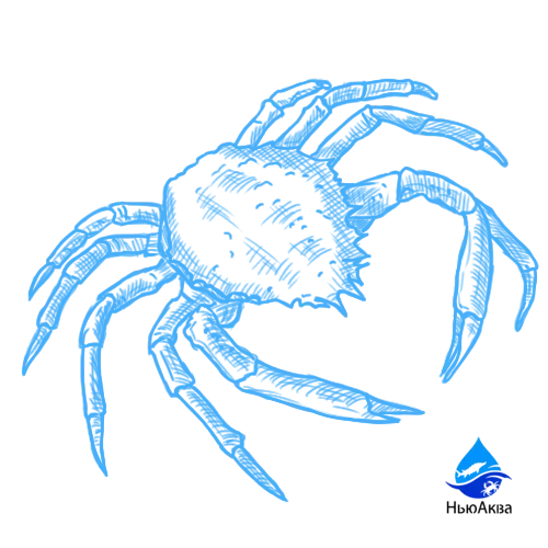 Морские гидробионты