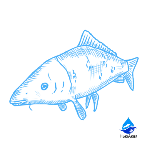 Пресноводные рыбы