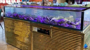 Передержка морепродуктов в УЗВ.  г.Темрюк Передержка морепродуктов в УЗВ. г.Темрюк